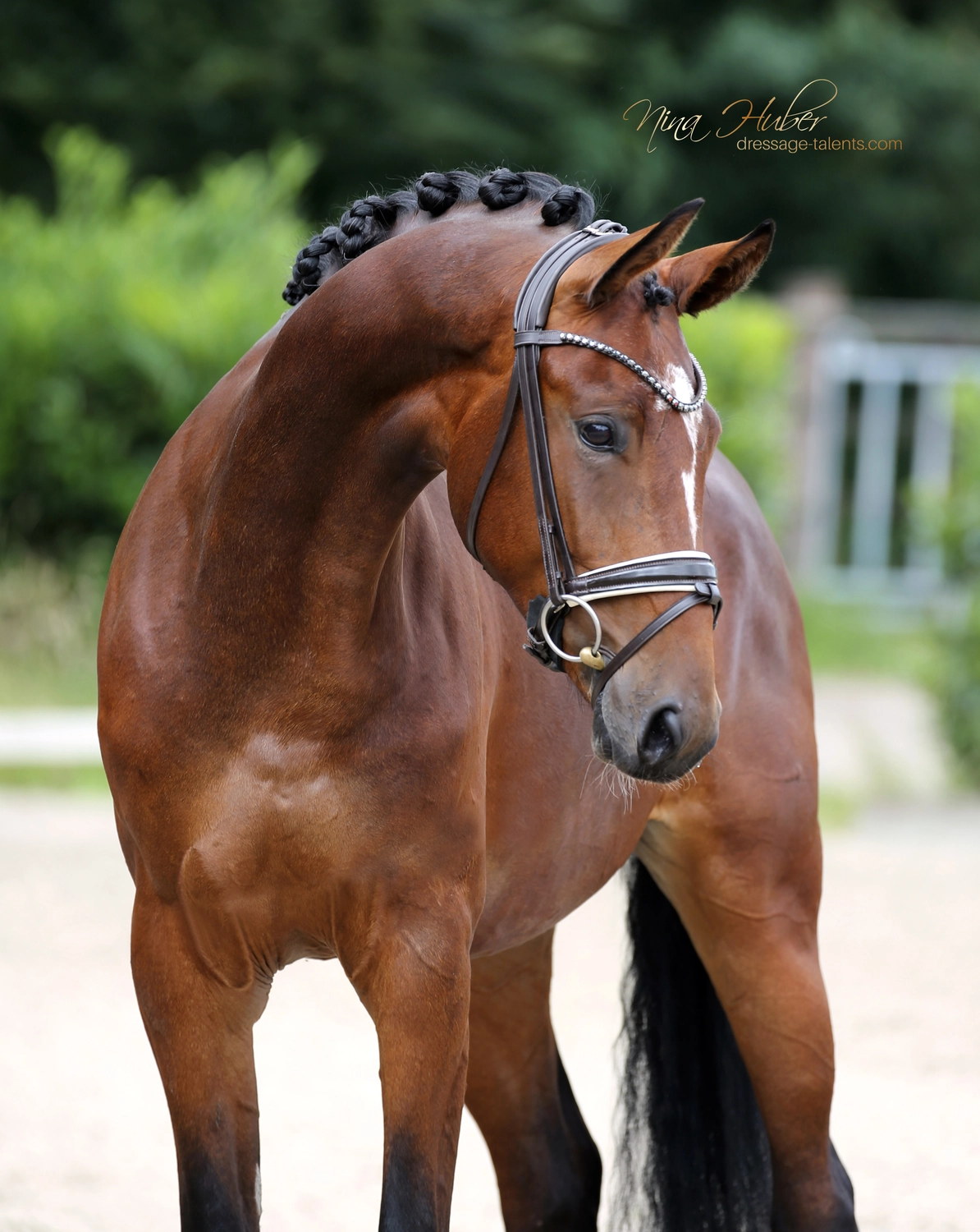 Dressage Talents - photography - horse golden girl