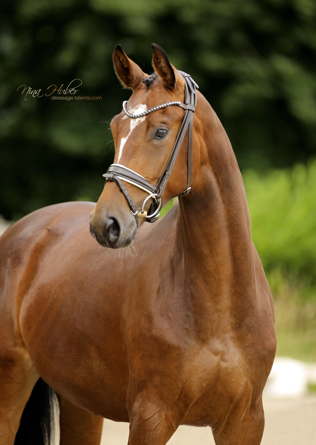 Dressage Talents - photography - horse golden girl