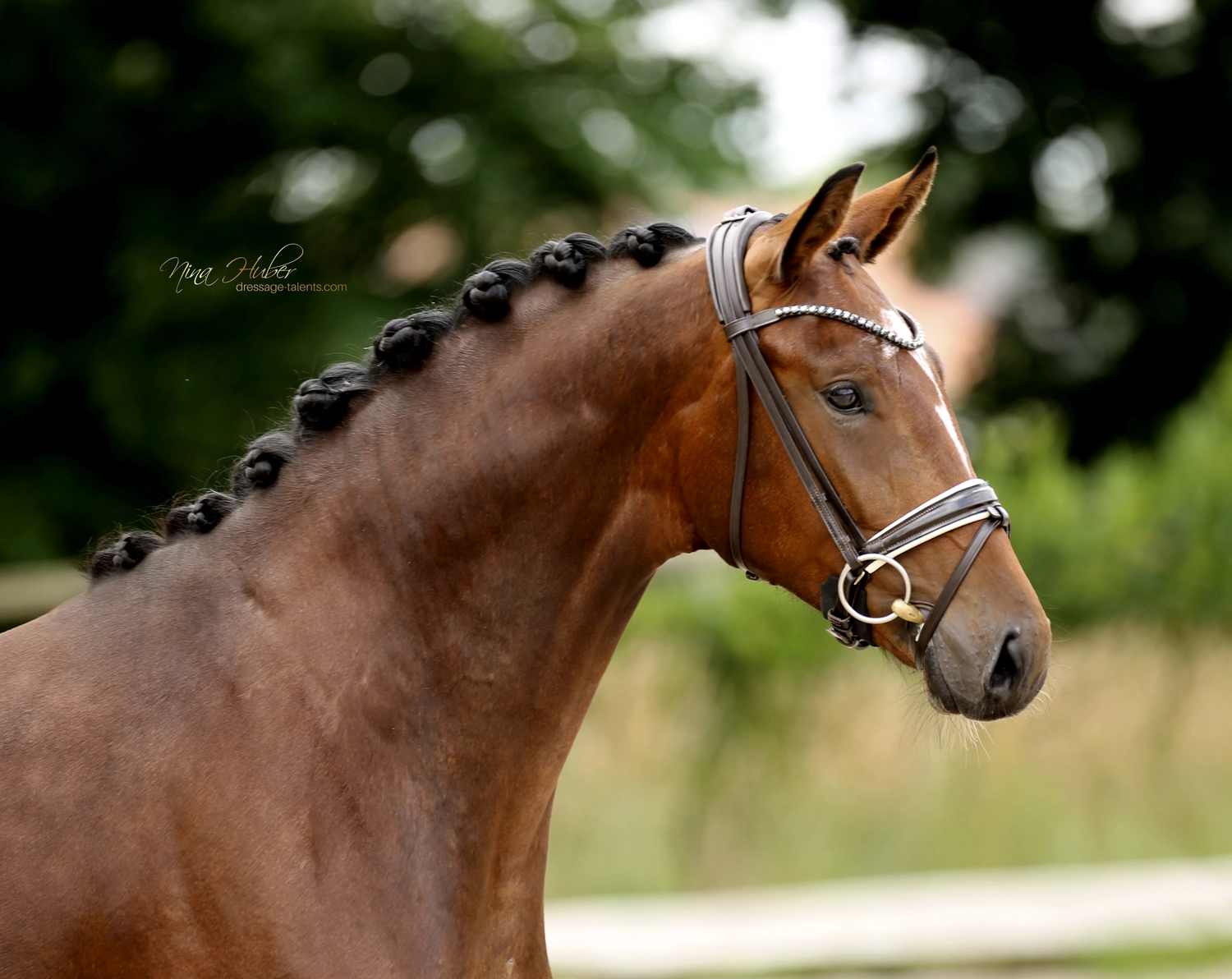 Dressage Talents - photography - horse golden girl