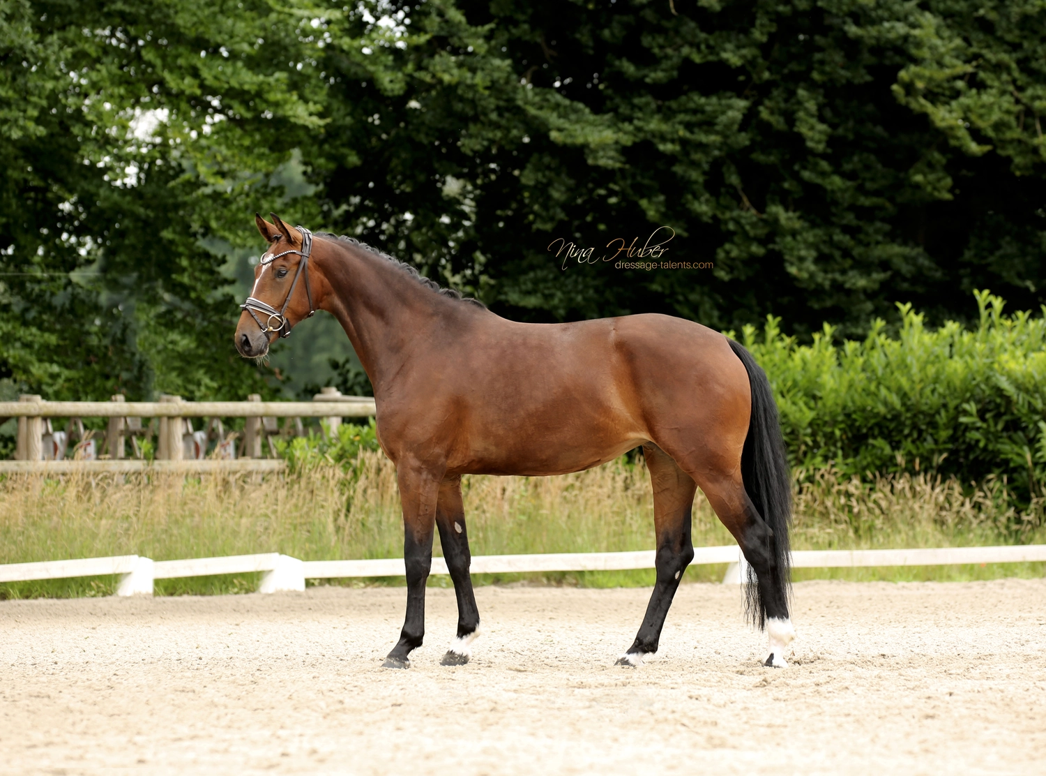 Dressage Talents - photography - horse golden girl