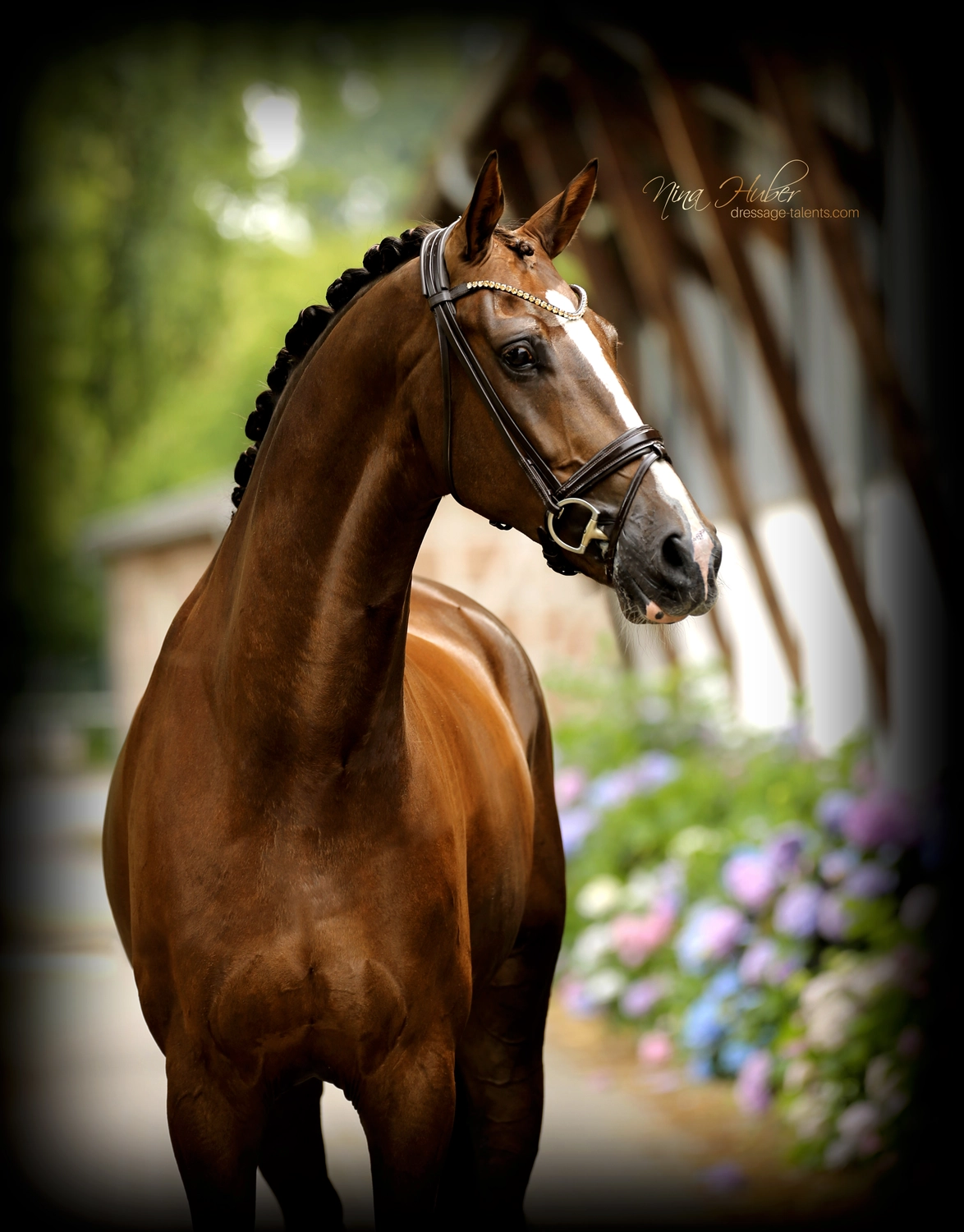 Dressage Talents - photography - horses