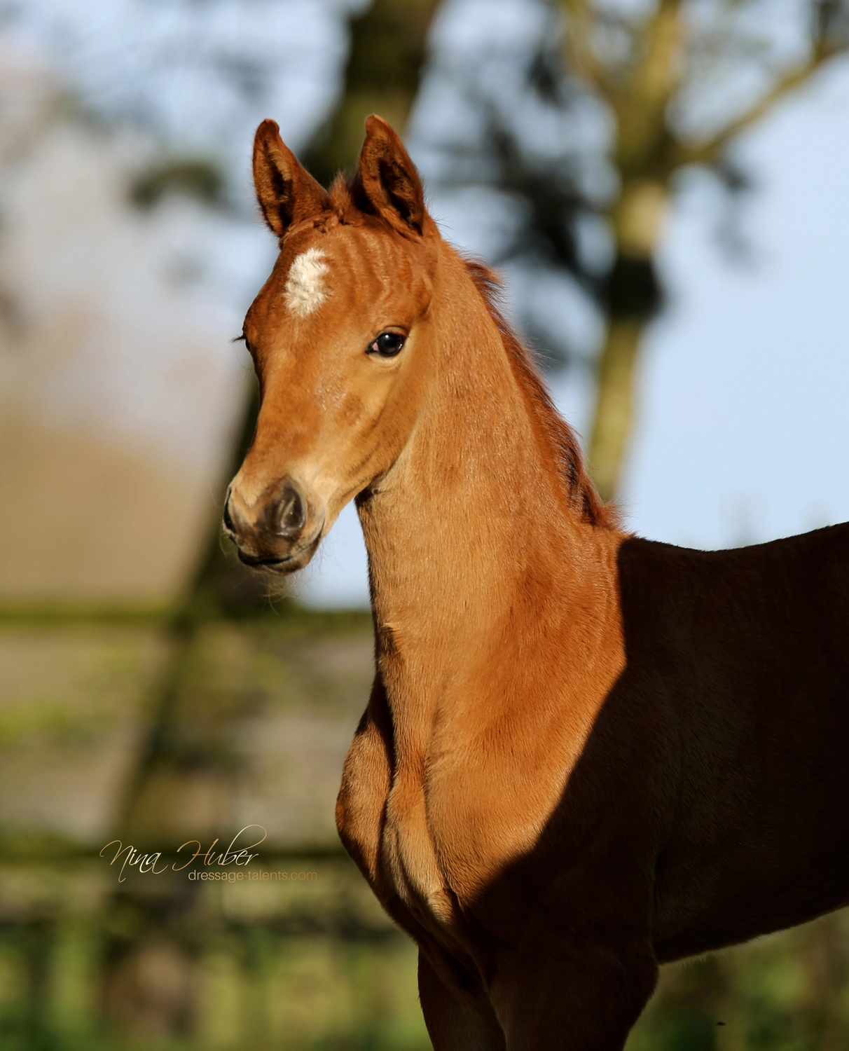 Dressurtalente – Fotografie – Pferd Symphonist