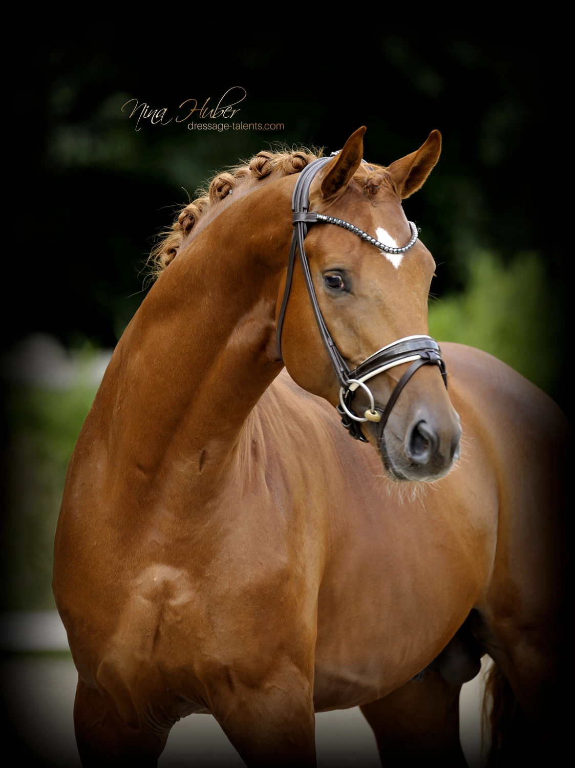 Dressage Talents - photography - horses