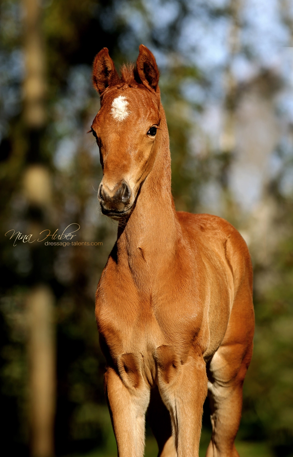 Dressurtalente – Fotografie – Pferd Symphonist