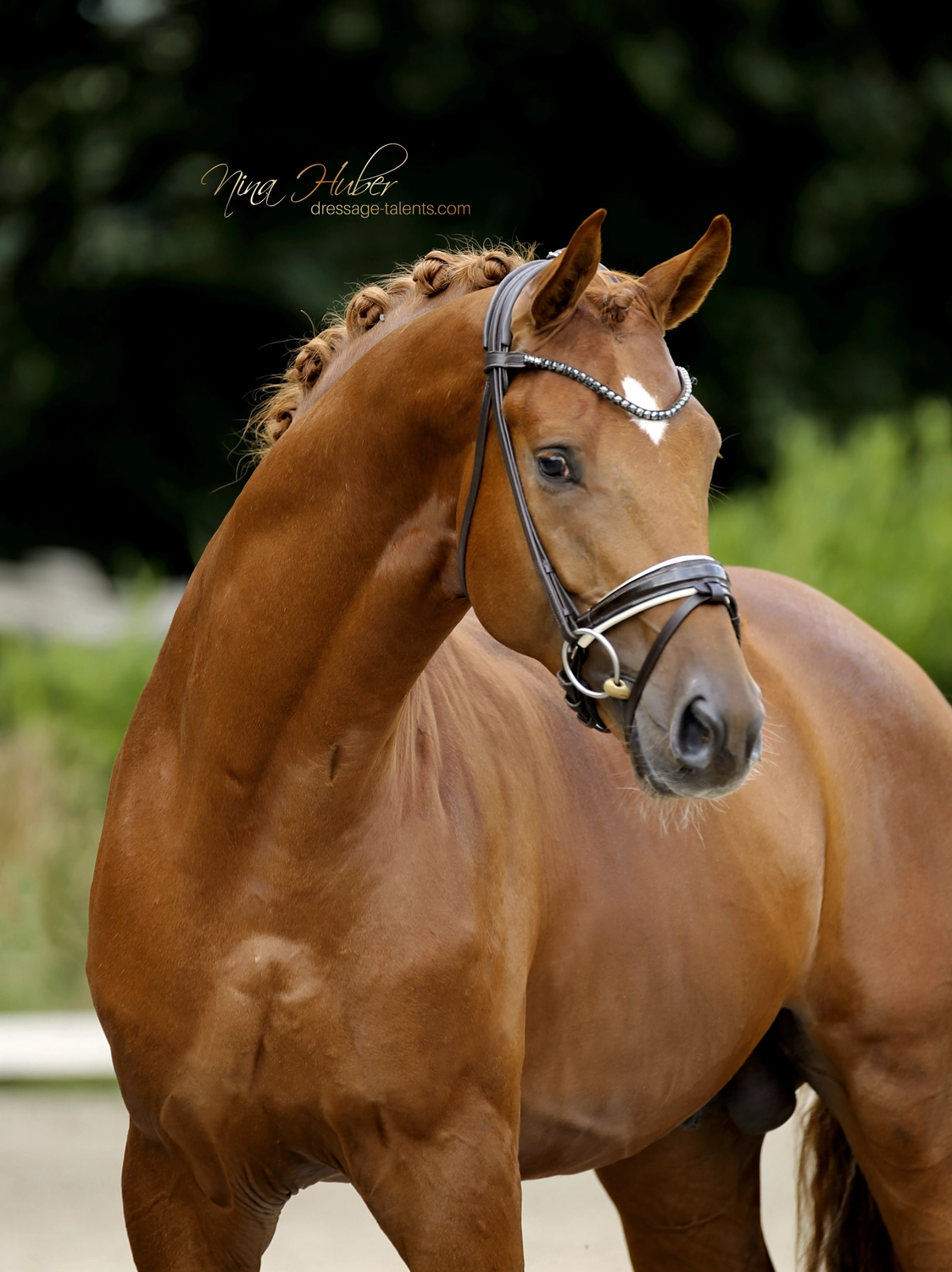 Dressurtalente – Fotografie – Pferd Symphonist