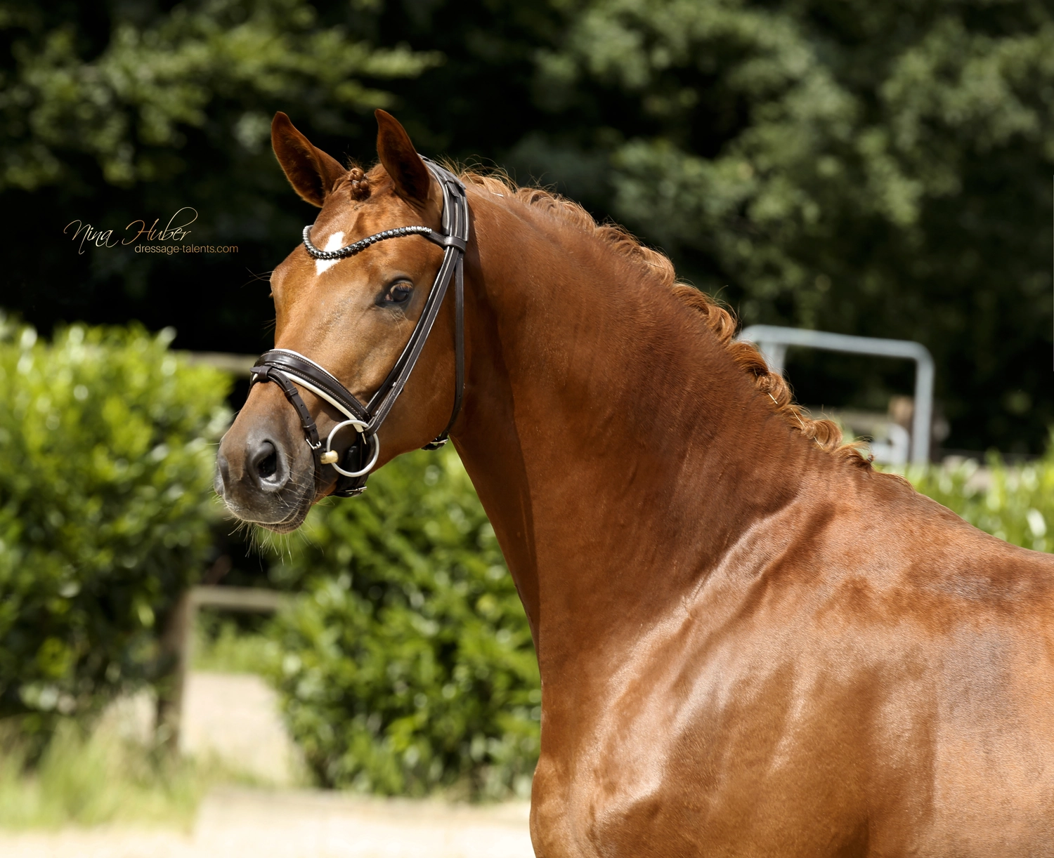 Dressurtalente – Fotografie – Pferd Symphonist