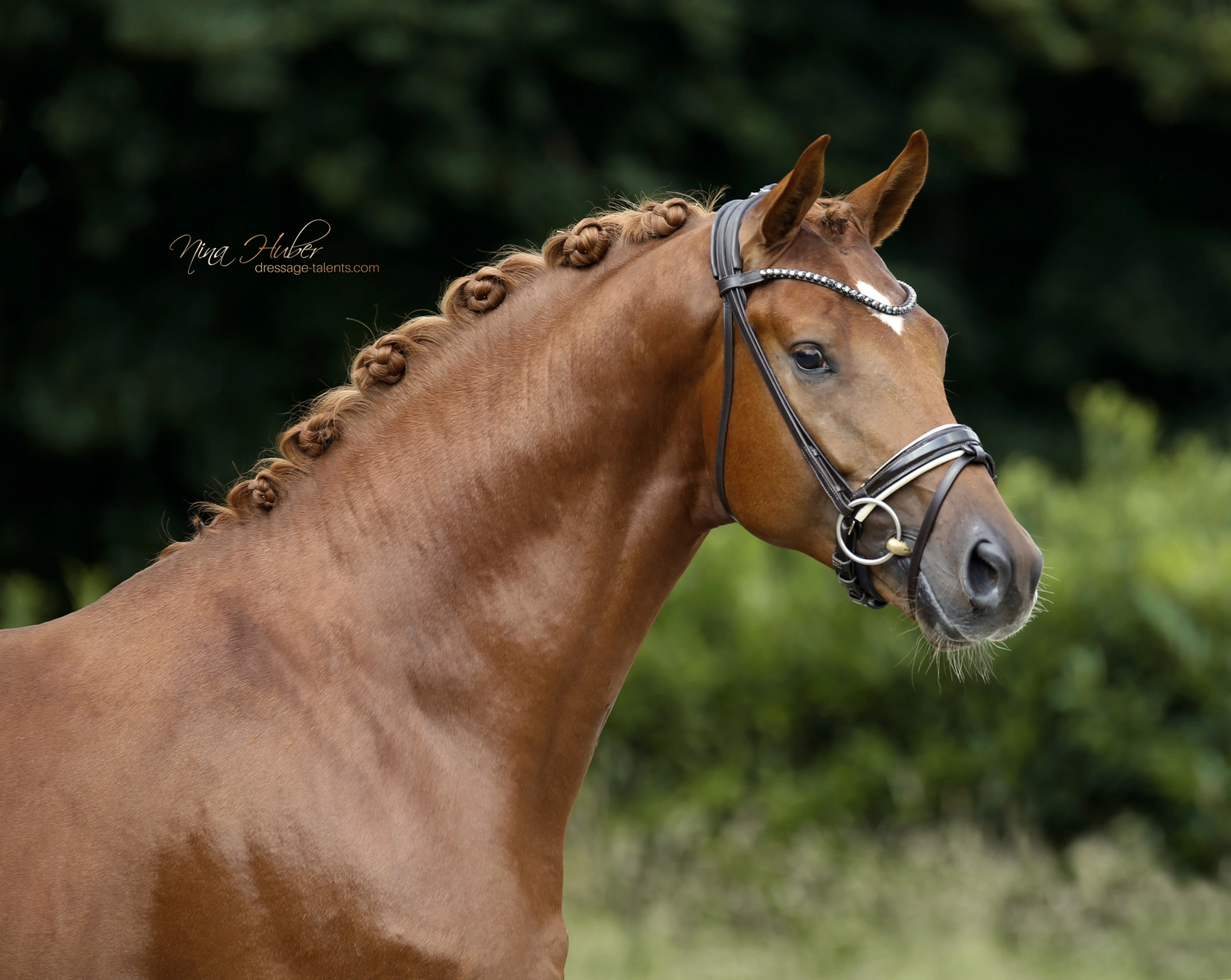 Dressurtalente – Fotografie – Pferd Symphonist