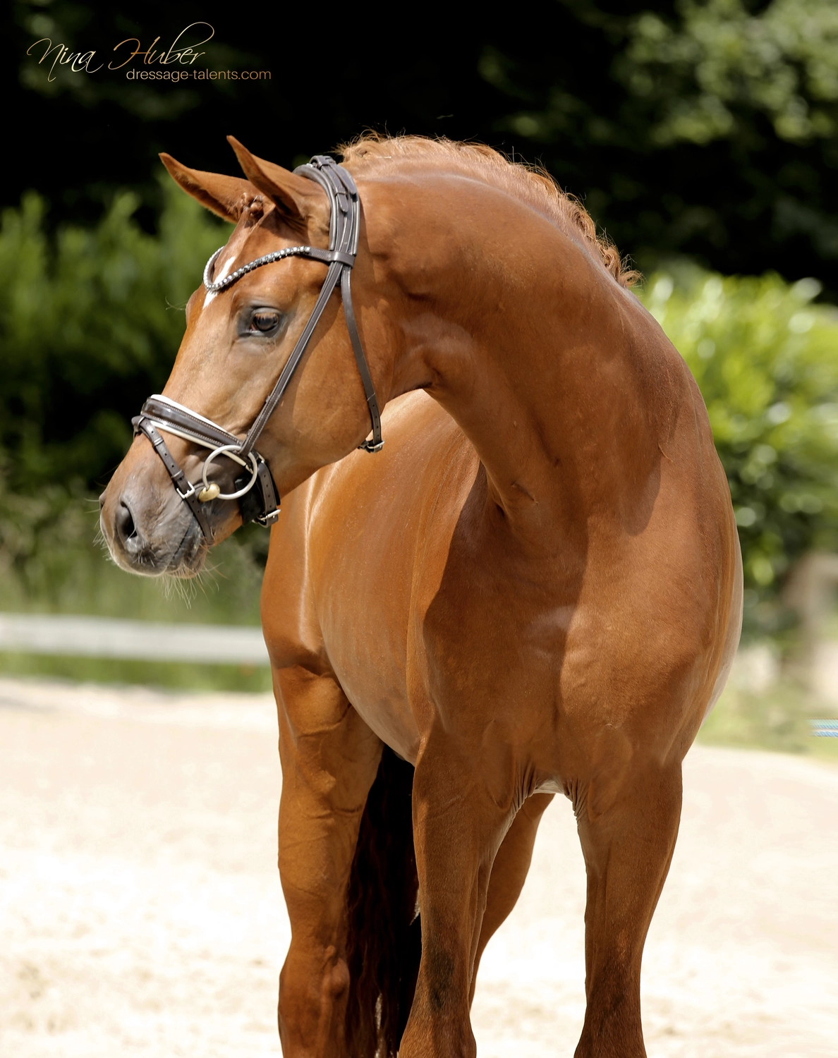 Dressurtalente – Fotografie – Pferd Symphonist
