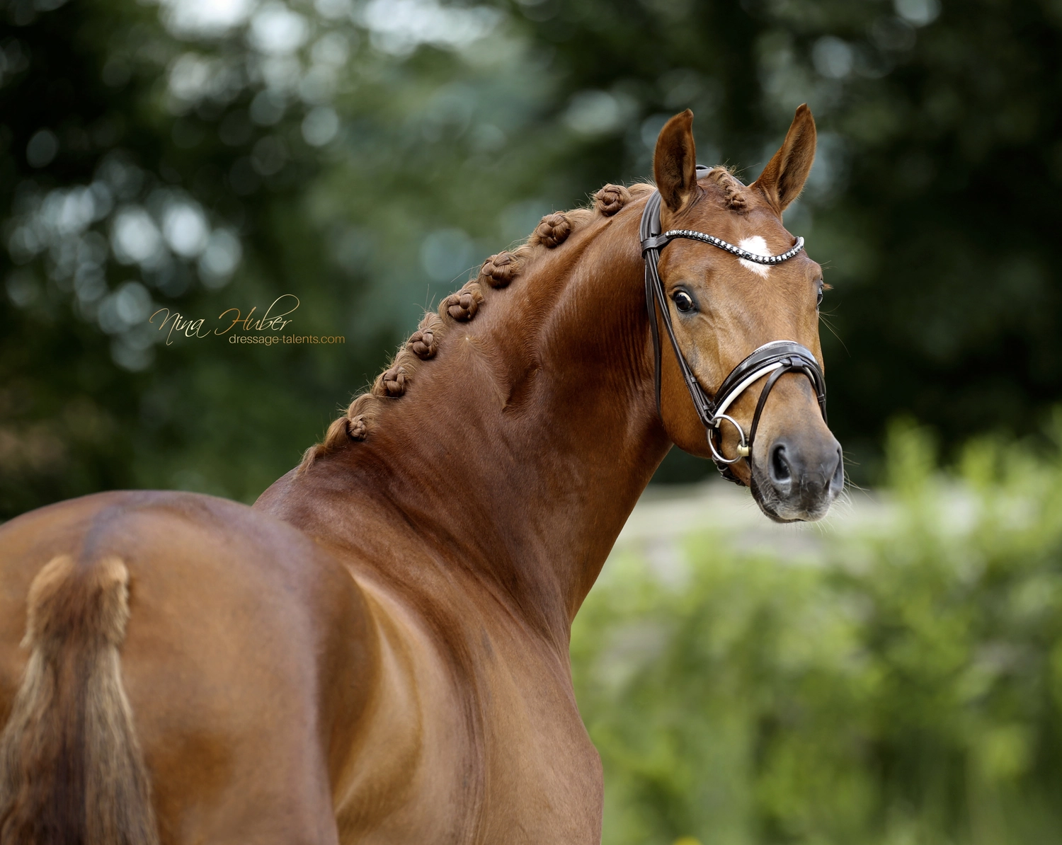 Dressurtalente – Fotografie – Pferd Symphonist
