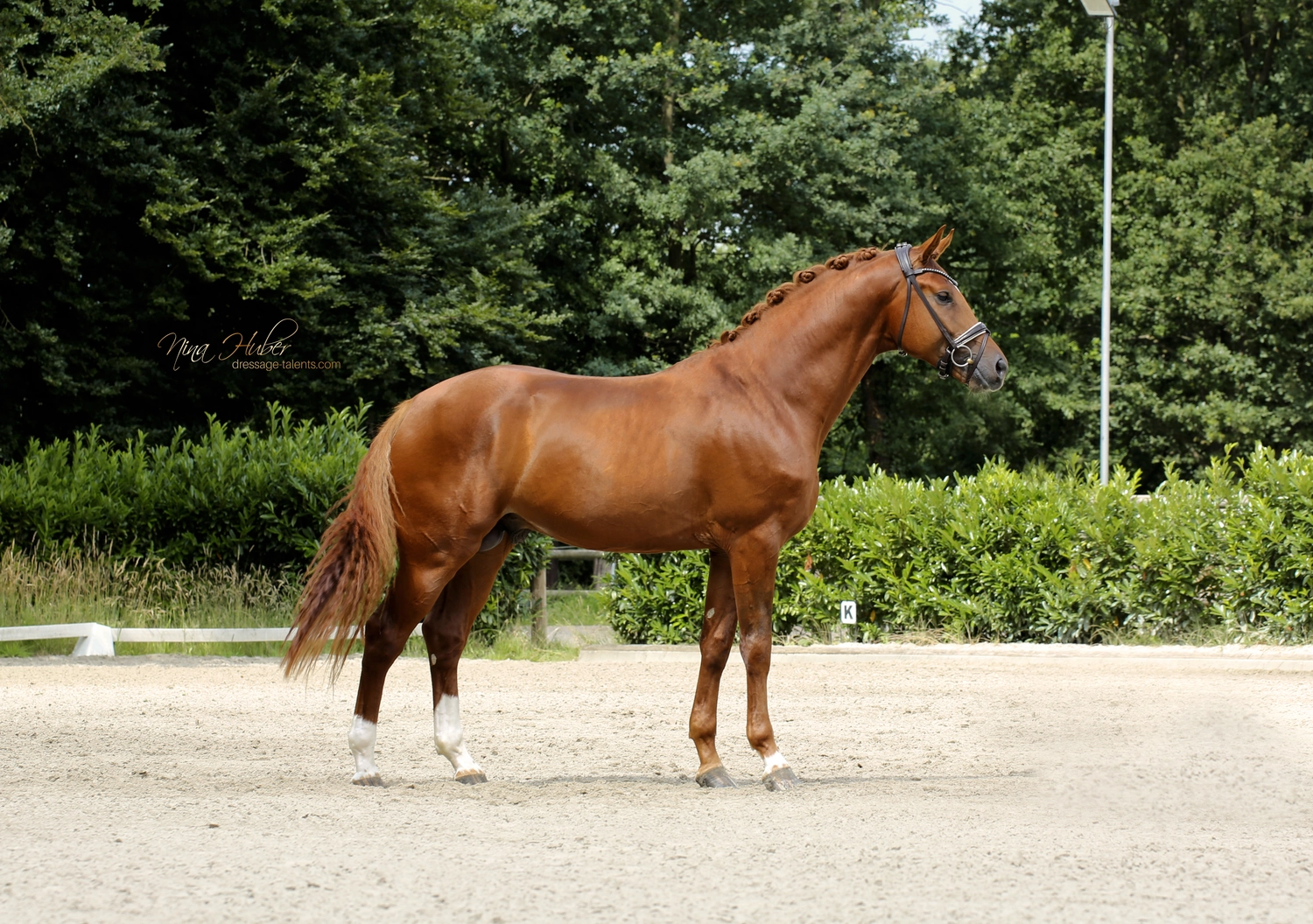 Dressurtalente – Fotografie – Pferd Symphonist