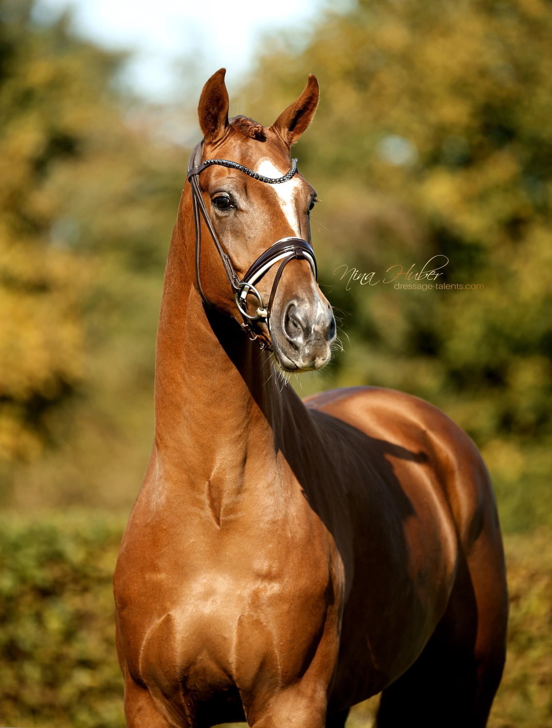 Dressage Talents - photography - horse Vicianum