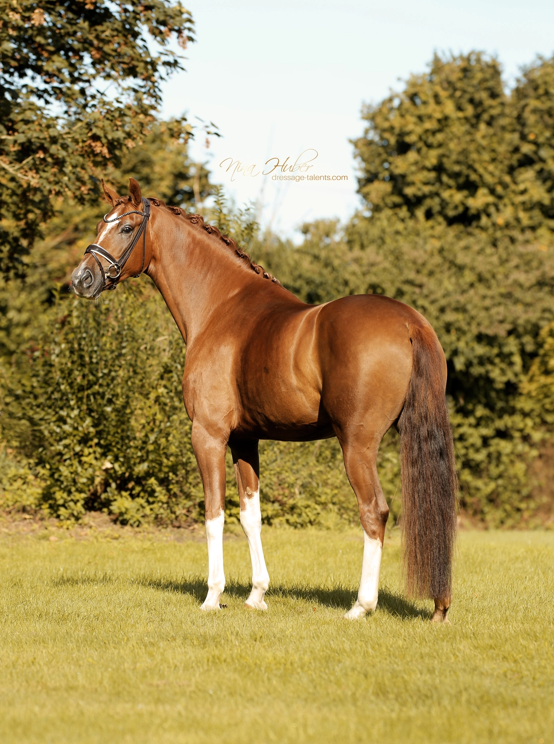 Dressage Talents - photography - horse Vicianum