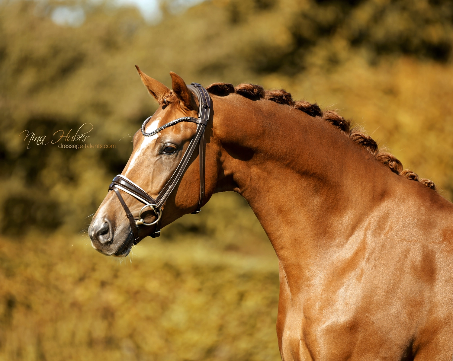 Dressage Talents - photography - horse Vicianum