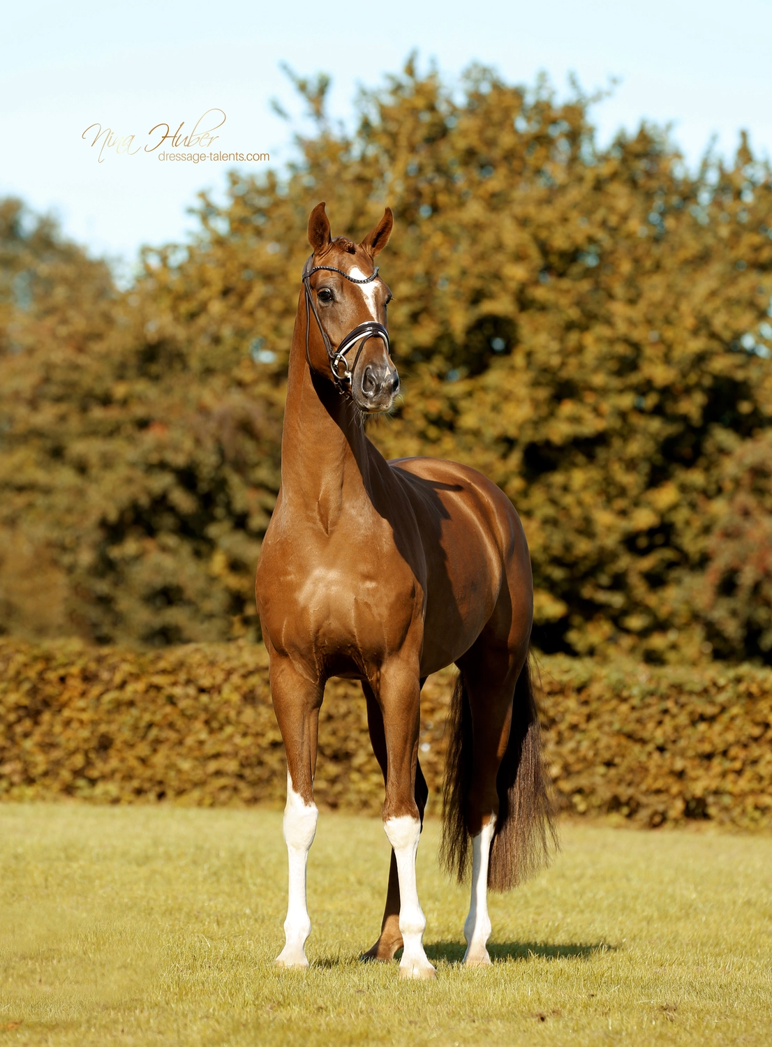 Dressage Talents - photography - horse Vicianum