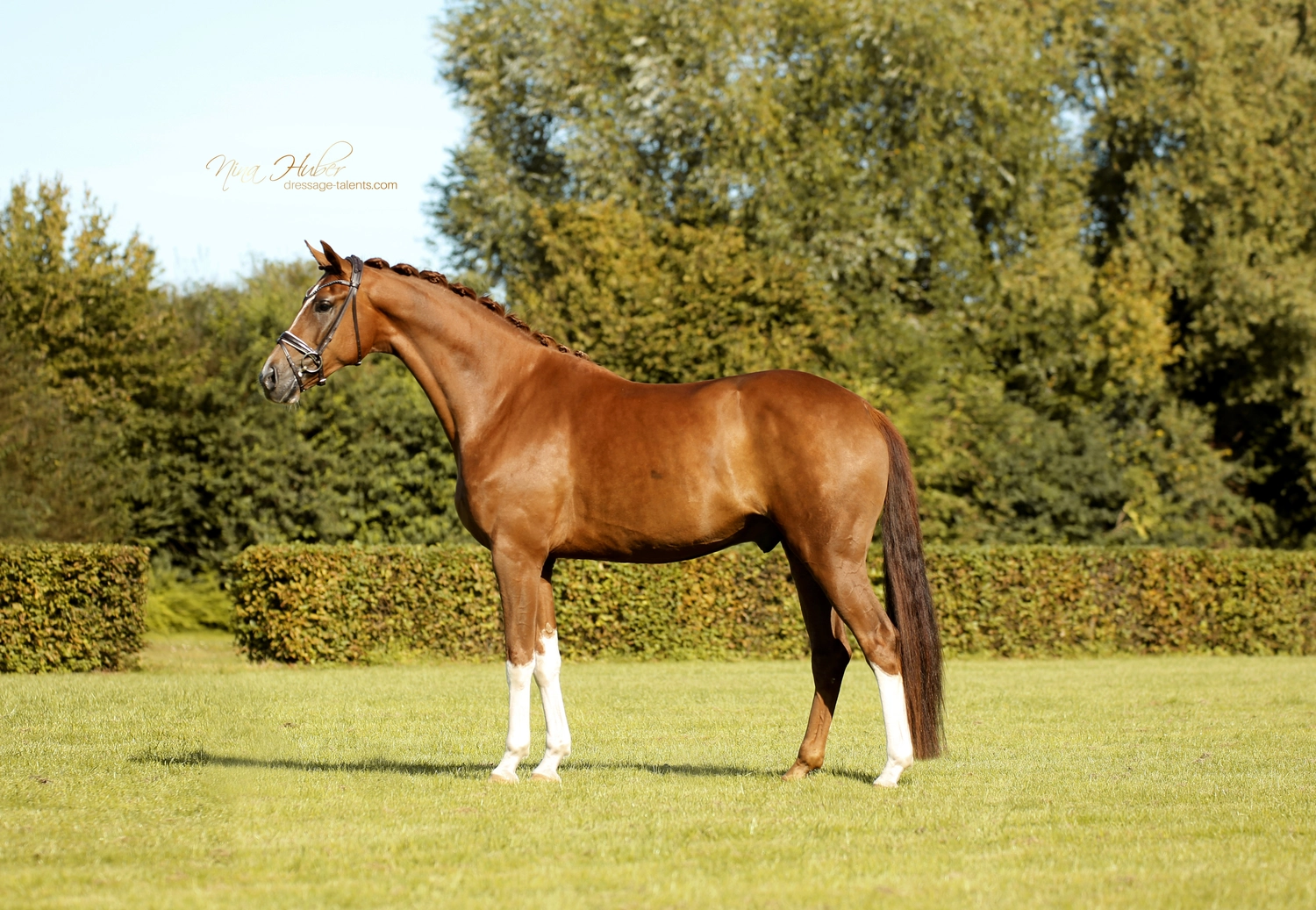 Dressage Talents - photography - horse Vicianum