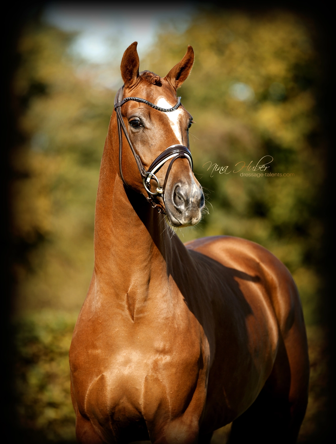 Dressage Talents - photography - horse Vicianum
