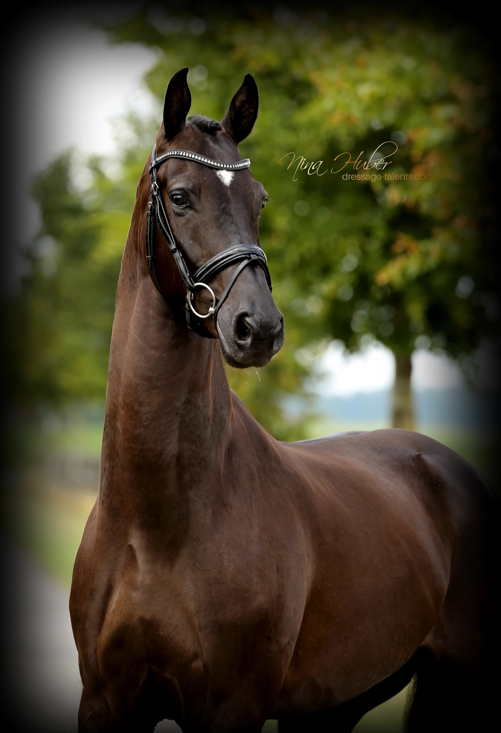 Dressage Talents - photography - horses