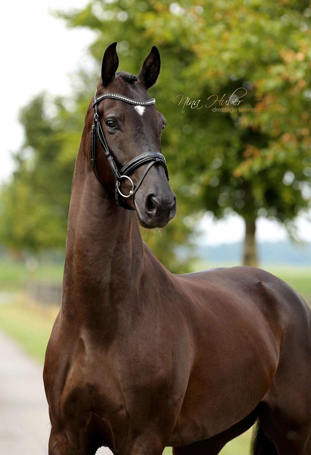 Dressage Talents - photography - horse Vivo Per Lei