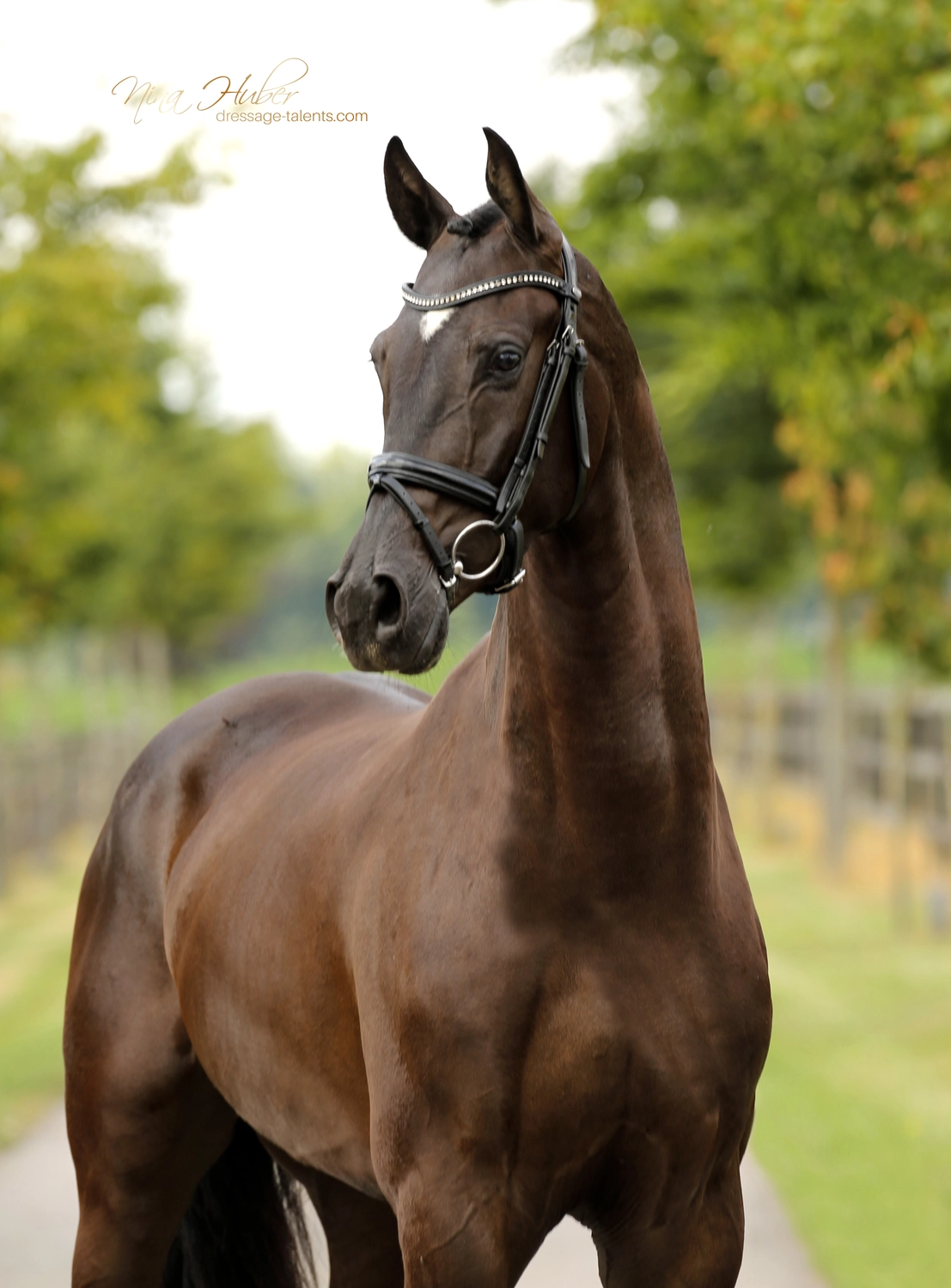 Dressage Talents - photography - horse Vivo Per Lei