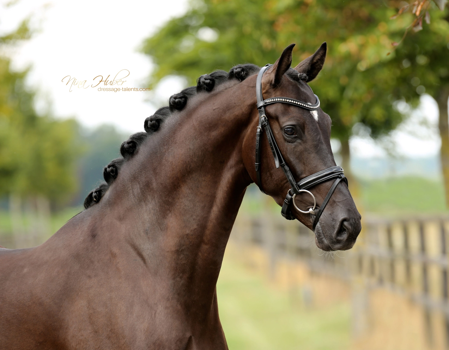 Dressage Talents - photography - horse Vivo Per Lei