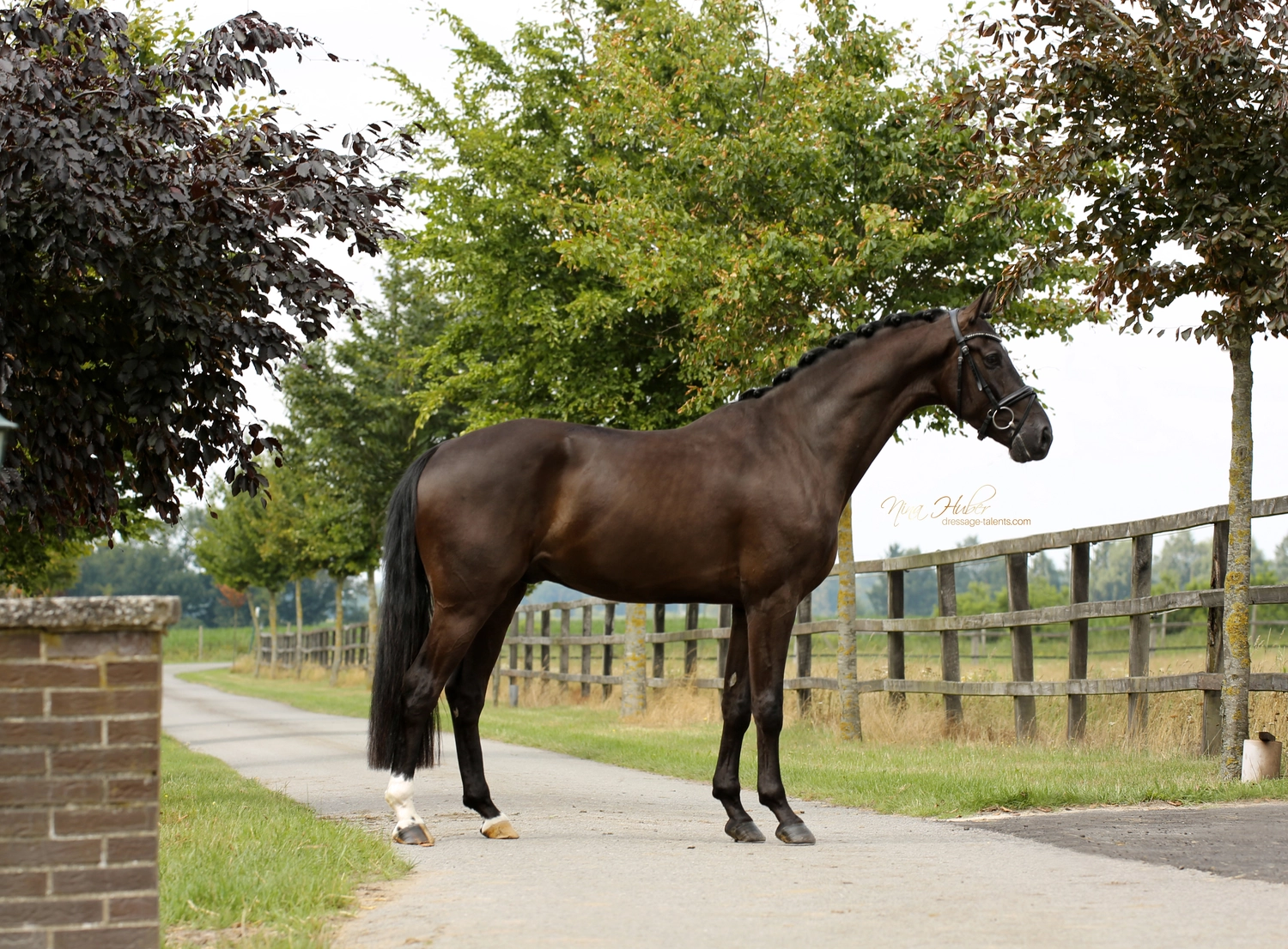 Dressage Talents - photography - horse Vivo Per Lei