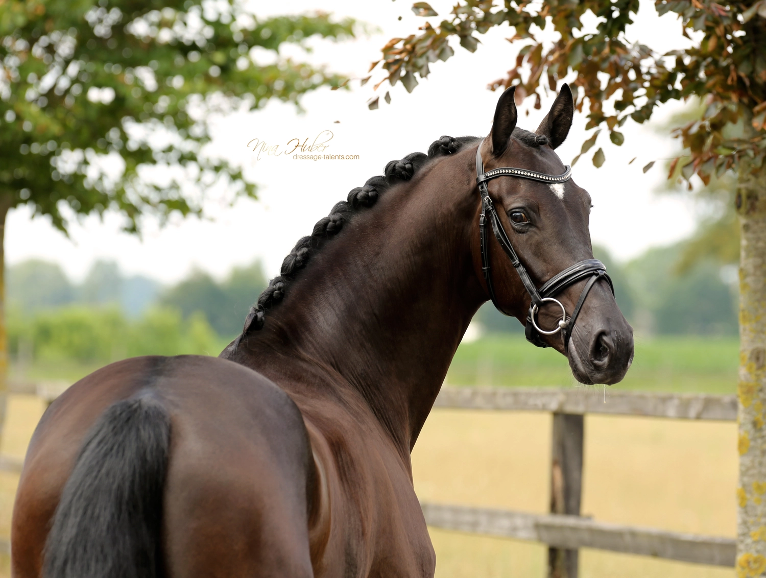 Dressage Talents - photography - horse Vivo Per Lei