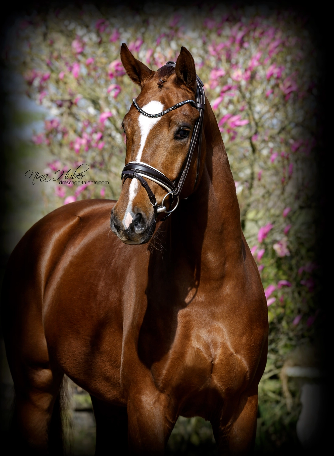 Dressage Talents - photography - horses
