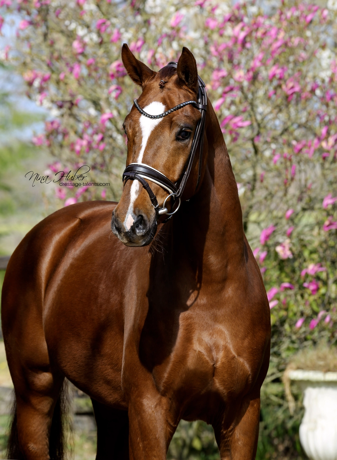 Dressurtalente – Fotografie – Pferd Monsieur Ledoux