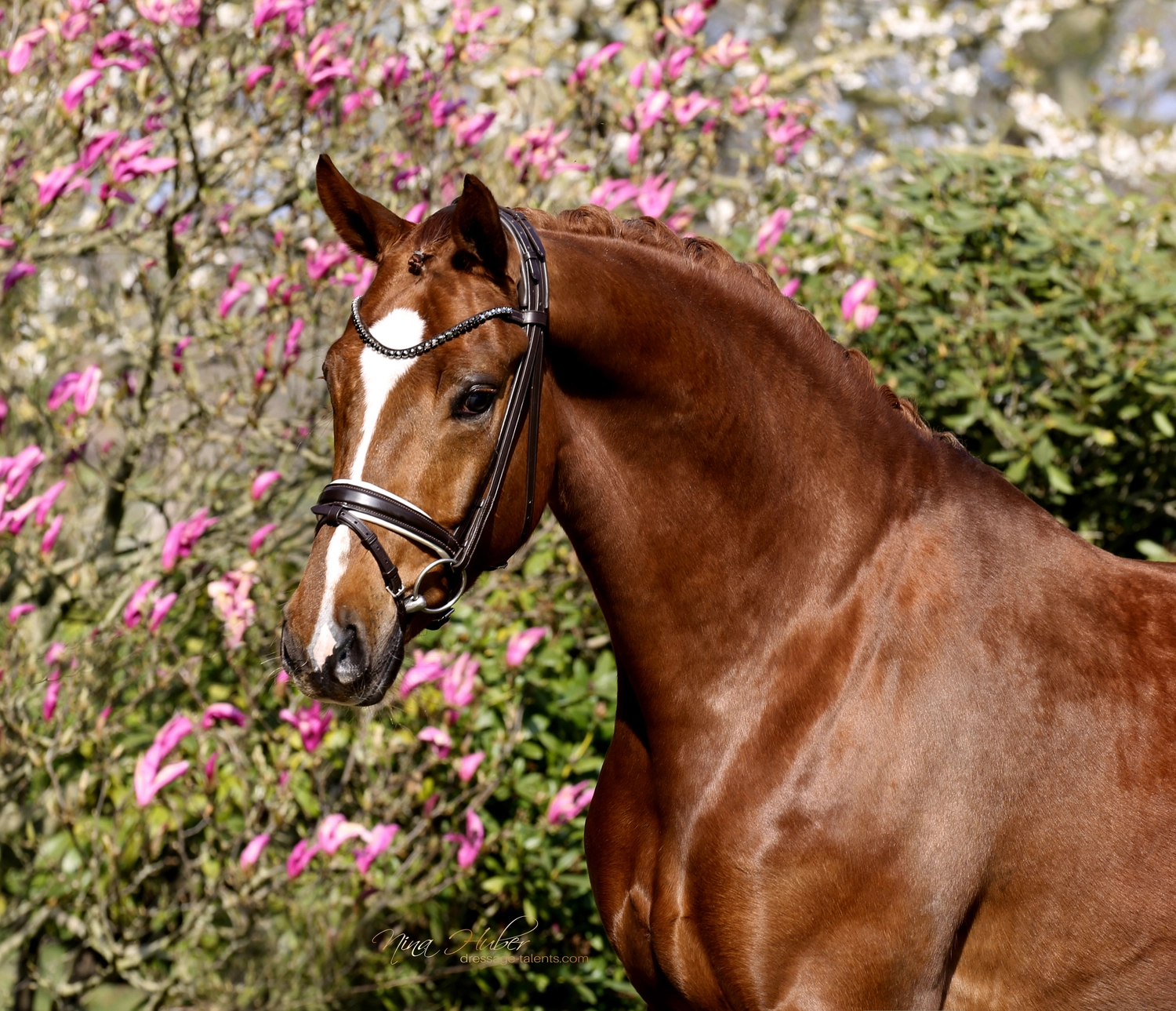 Dressurtalente – Fotografie – Pferd Monsieur Ledoux