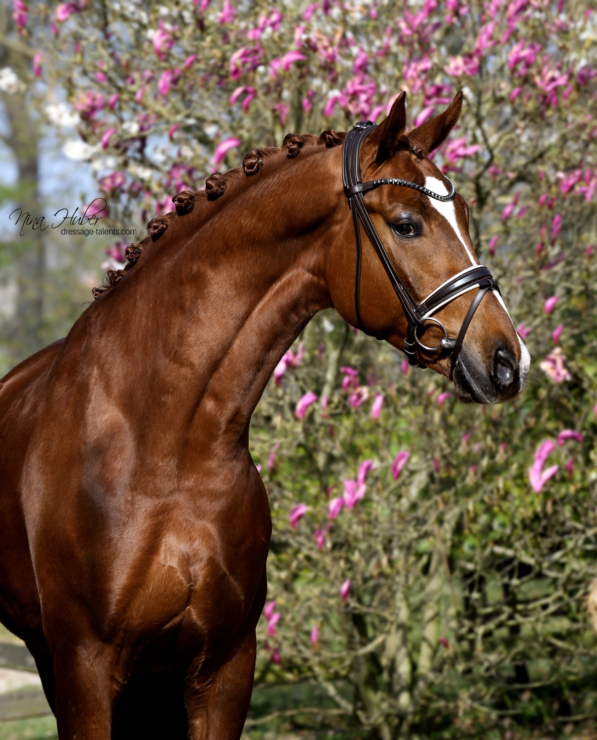 Dressurtalente – Fotografie – Pferd Monsieur Ledoux