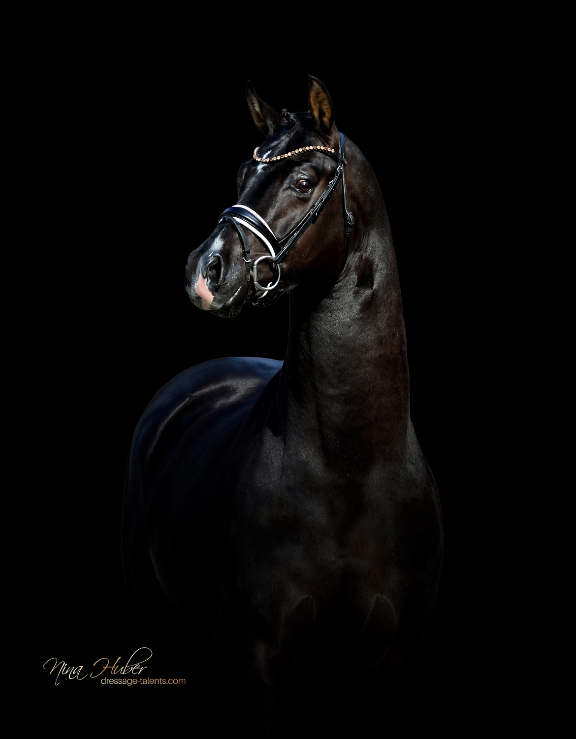 Dressage Talents - photography - horses