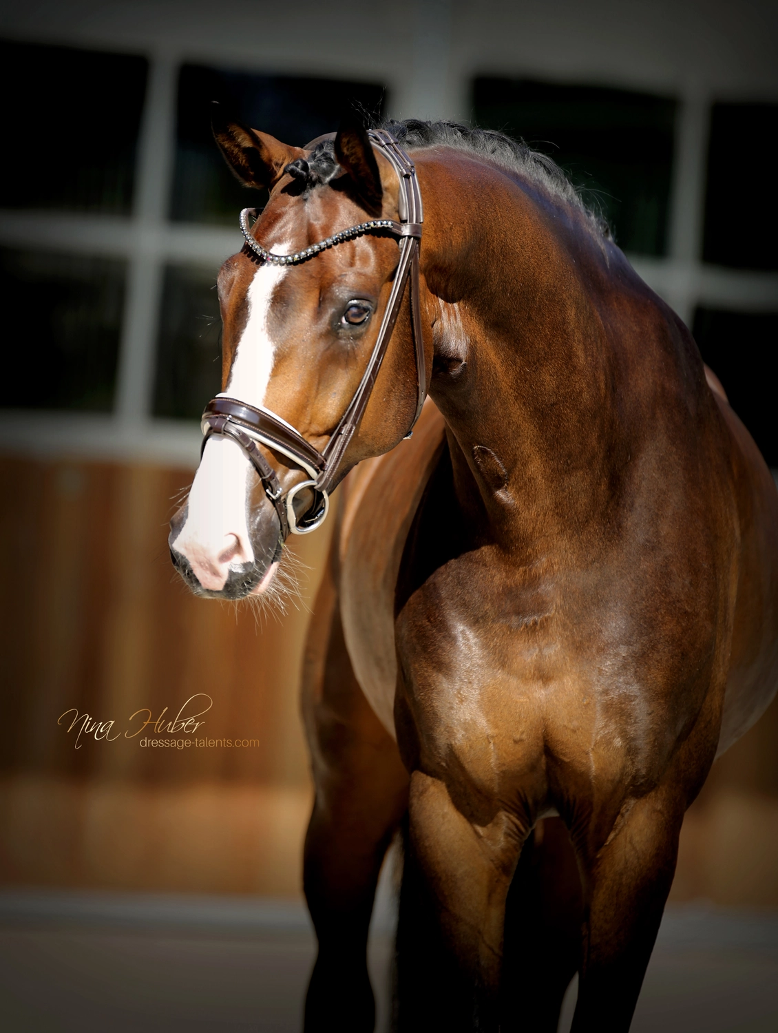 Dressage Talents - photography - horses