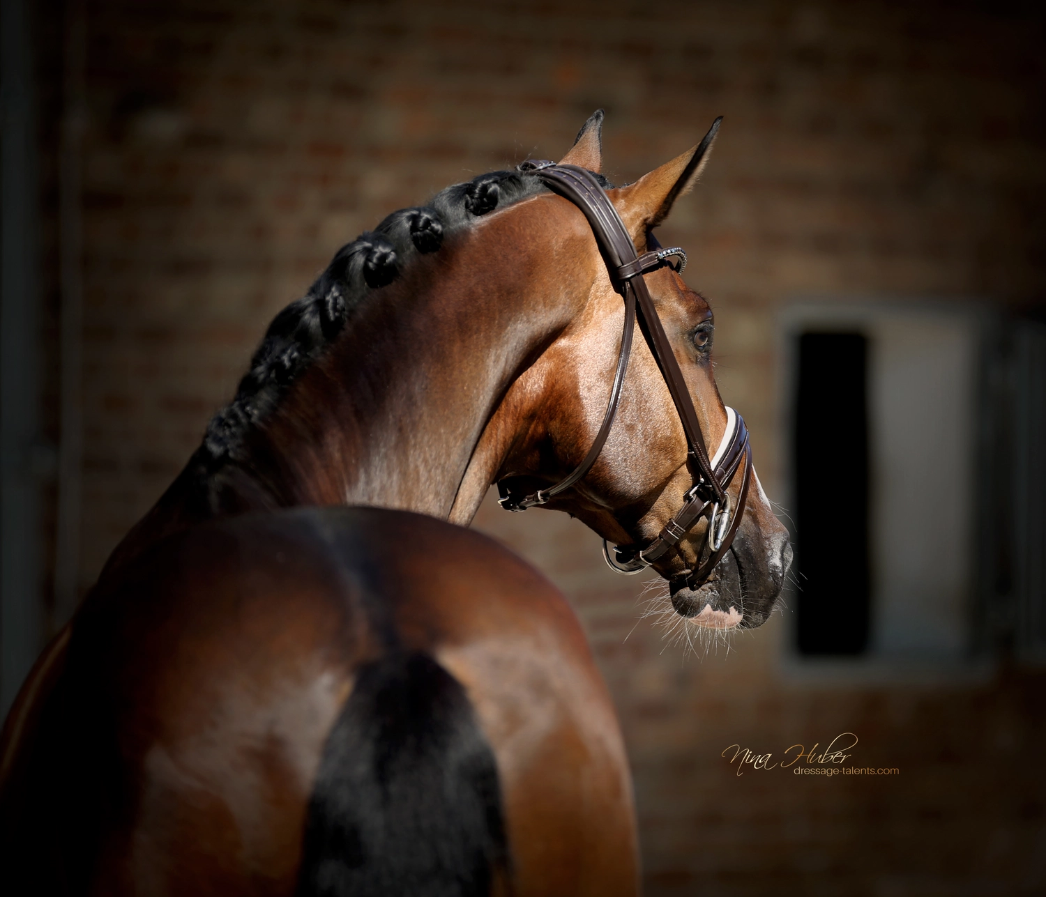 Dressage Talents - photography - horses