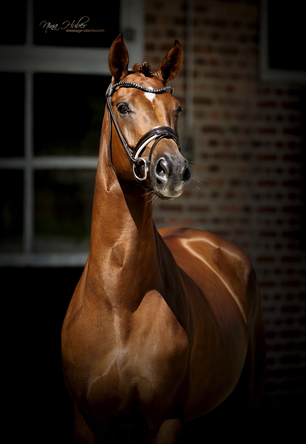 Dressage Talents - photography - horses