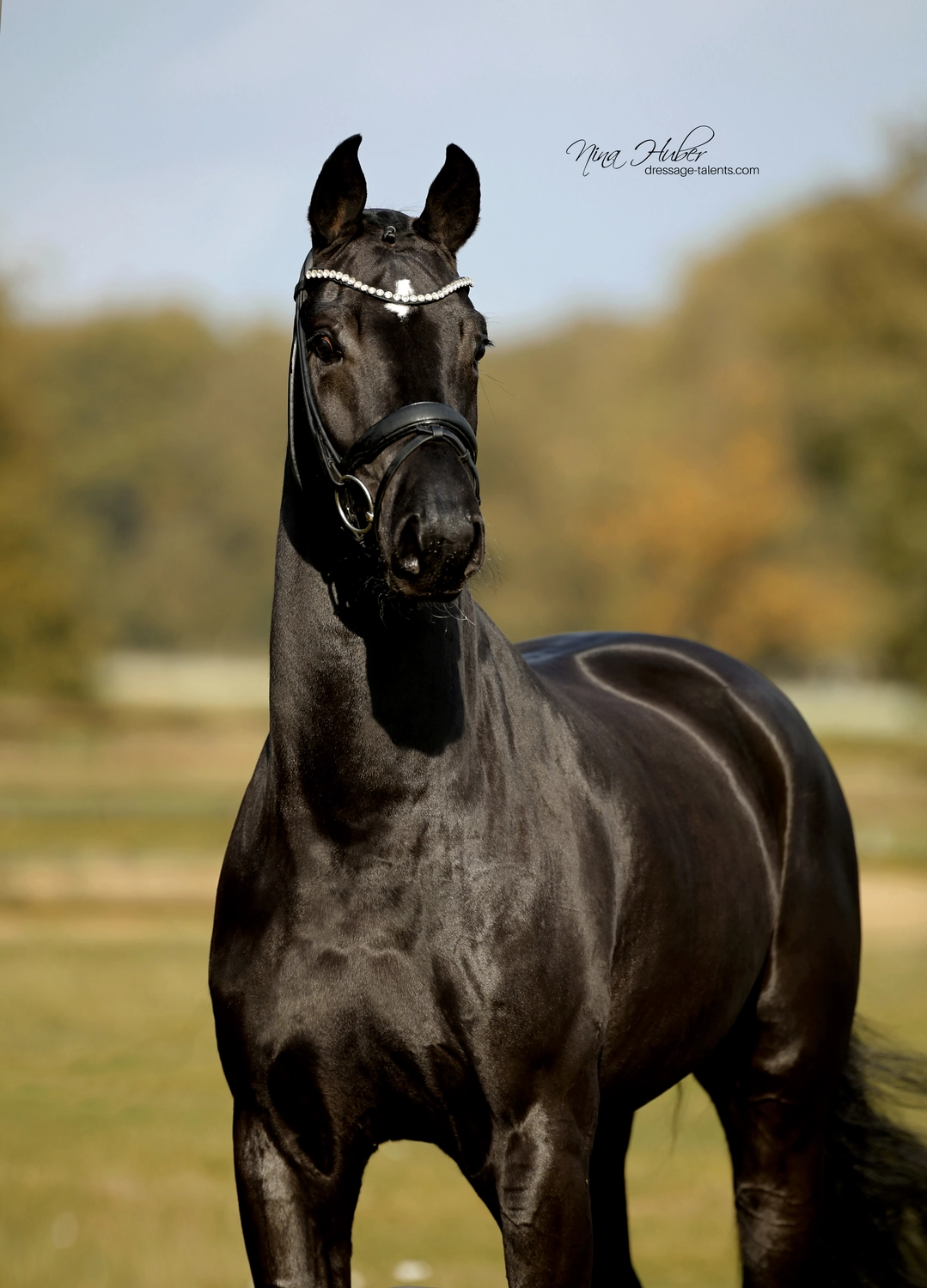 Dressage Talents - photography - horses