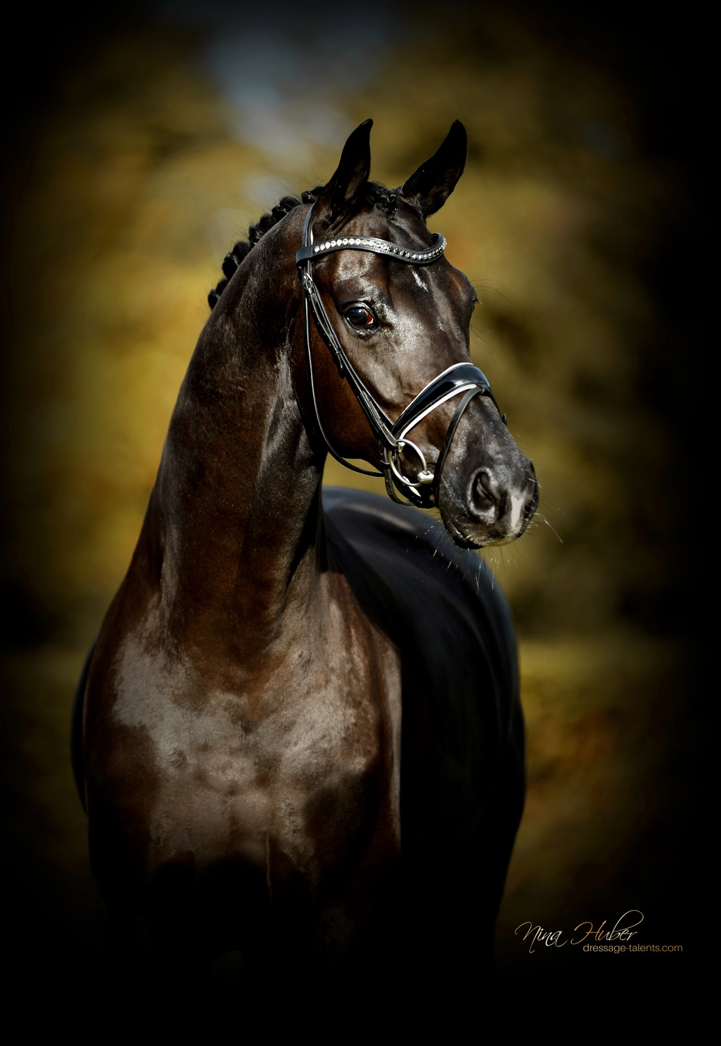 Dressage Talents - photography - horses
