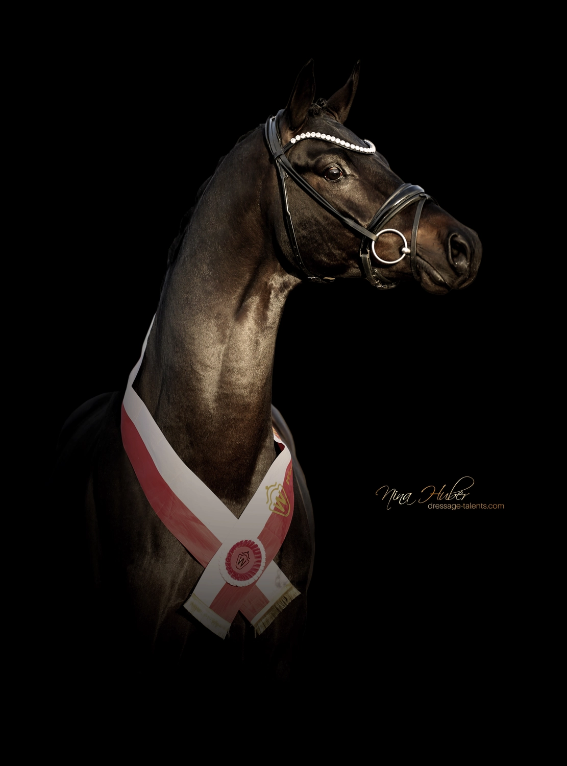 Dressage Talents - photography - horses