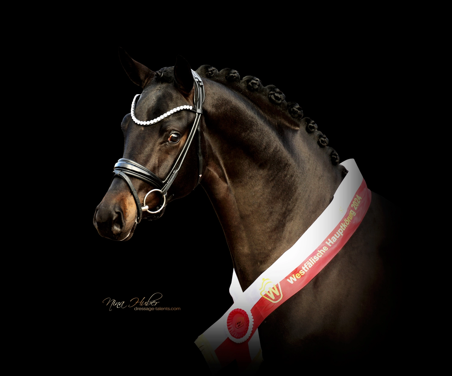 Dressage Talents - photography - horses