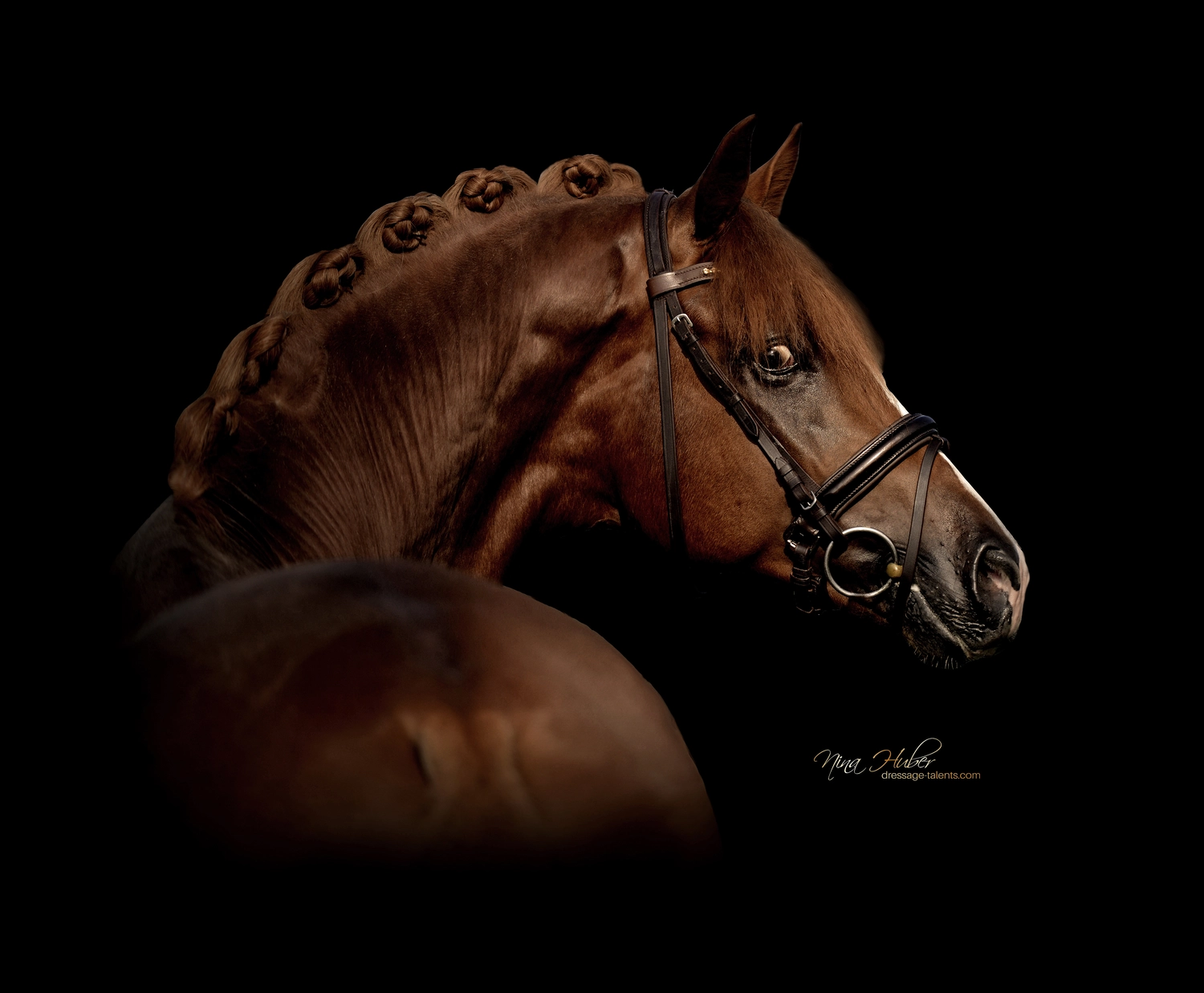 Dressage Talents - photography - horses