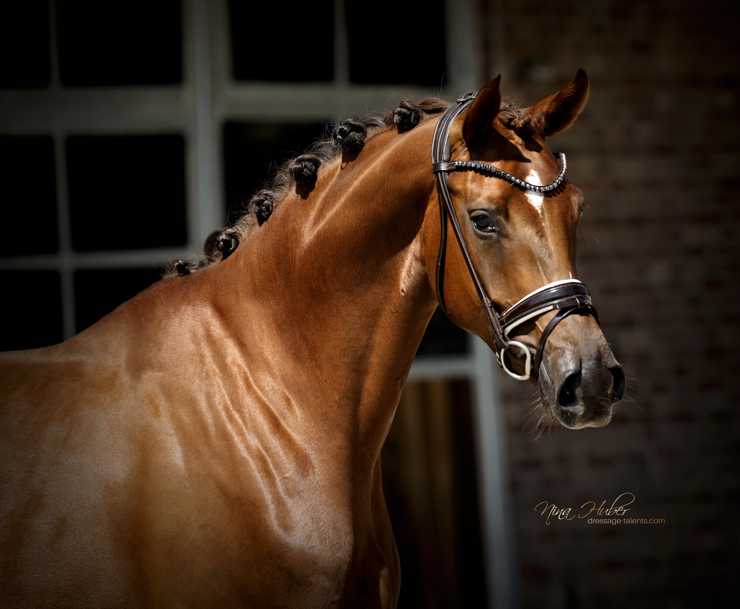 Dressage Talents - photography - horses