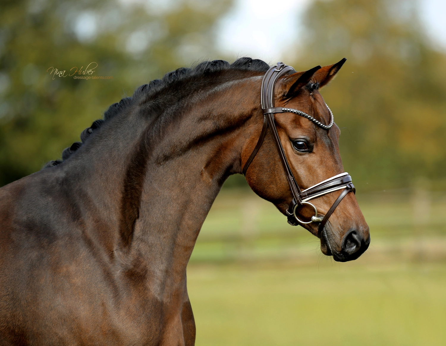 Dressage Talents - photography - horses