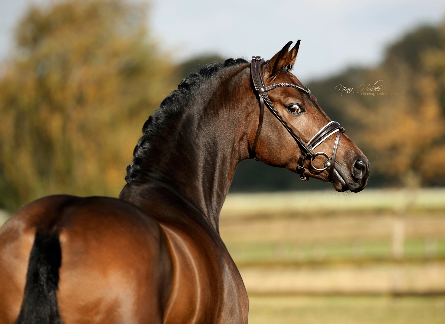 Dressage Talents - photography - horses