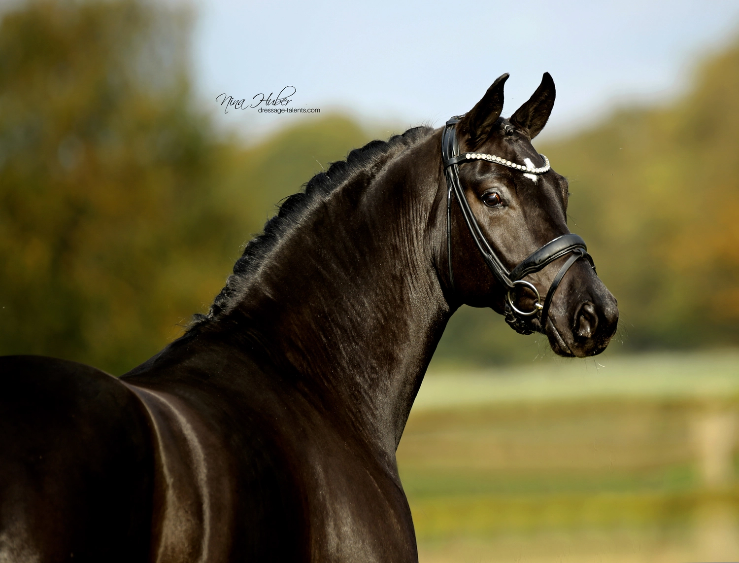 Dressage Talents - photography - horses