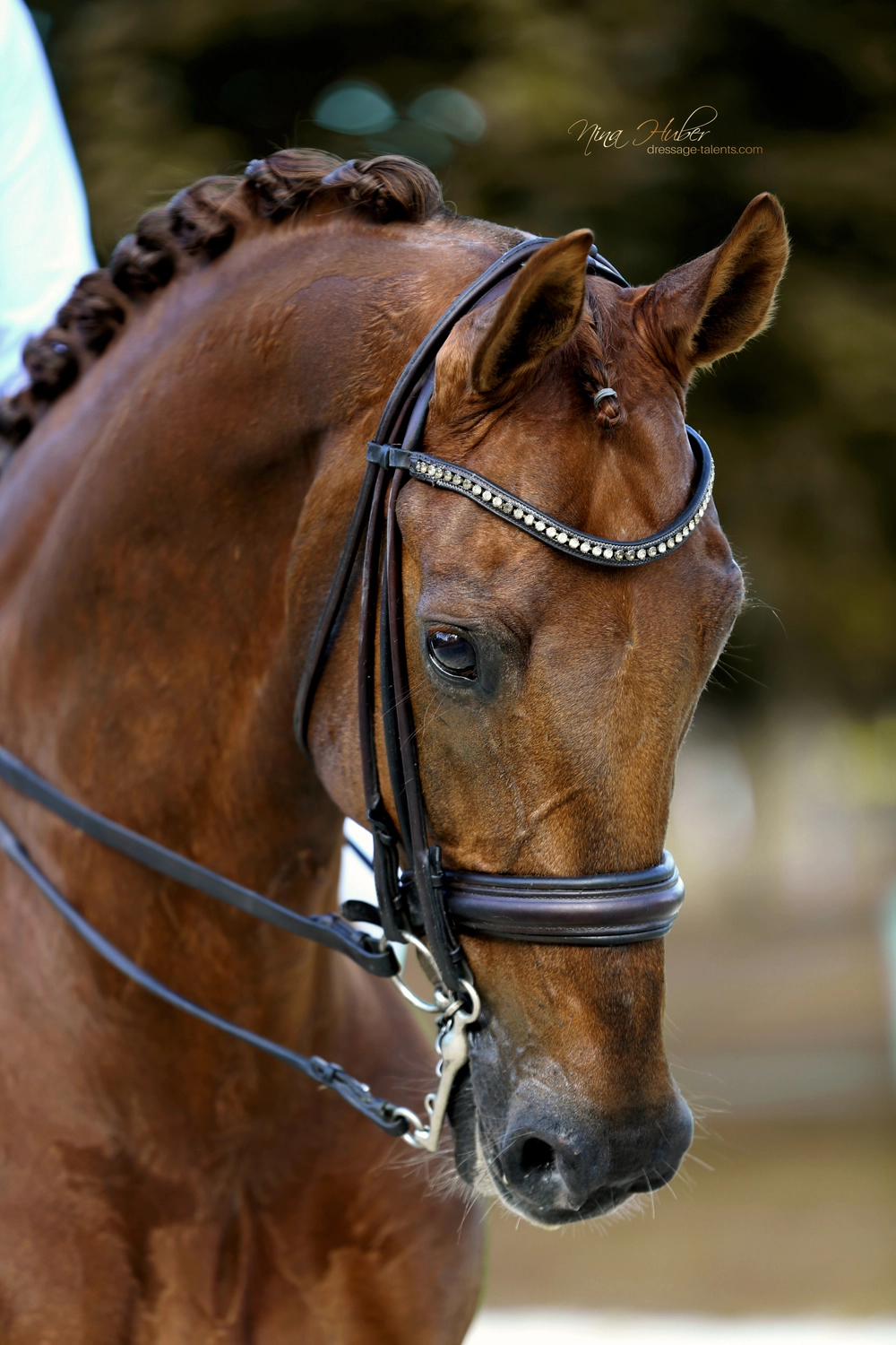 Dressage Talents - photography - horses