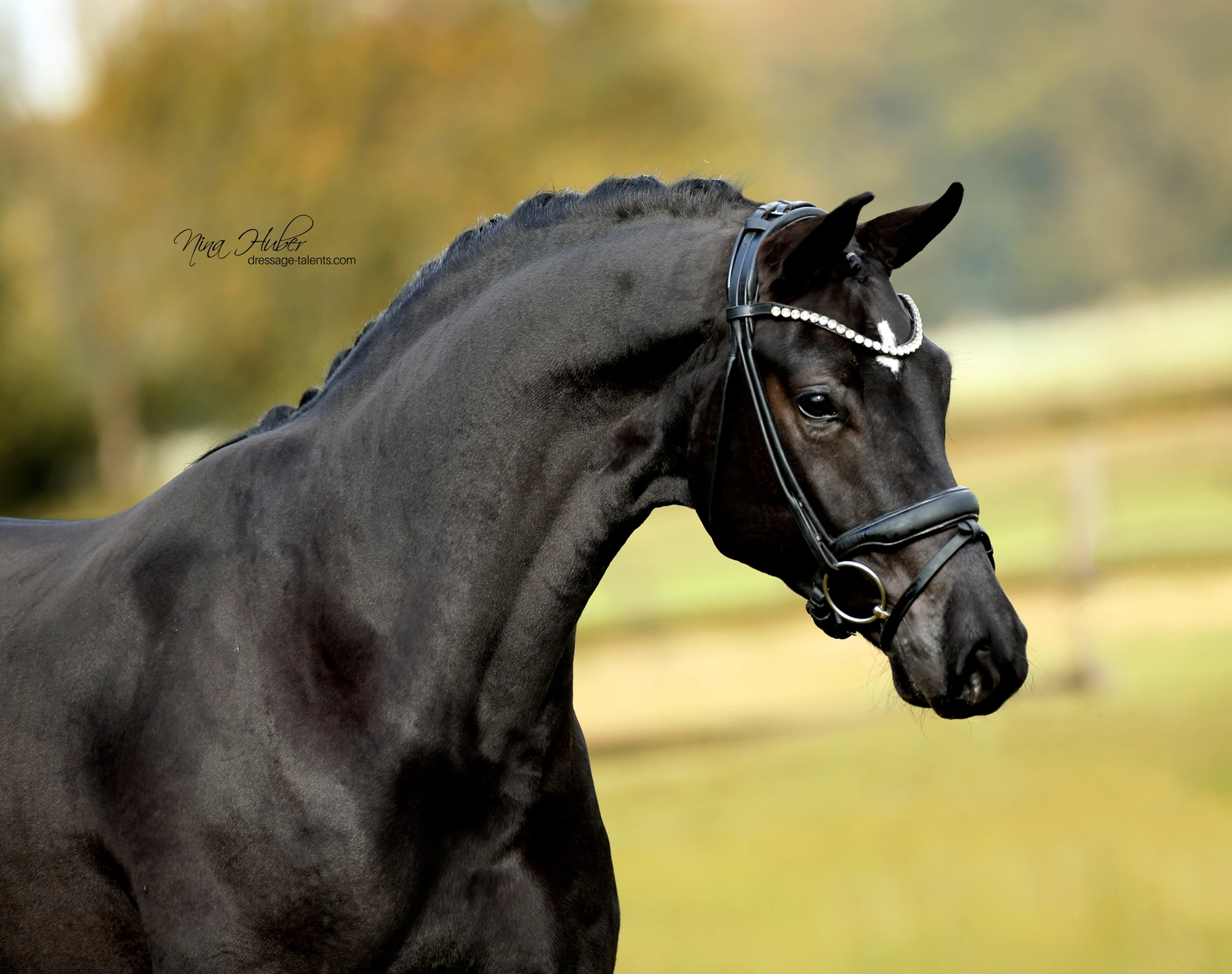 Dressage Talents - photography - horses