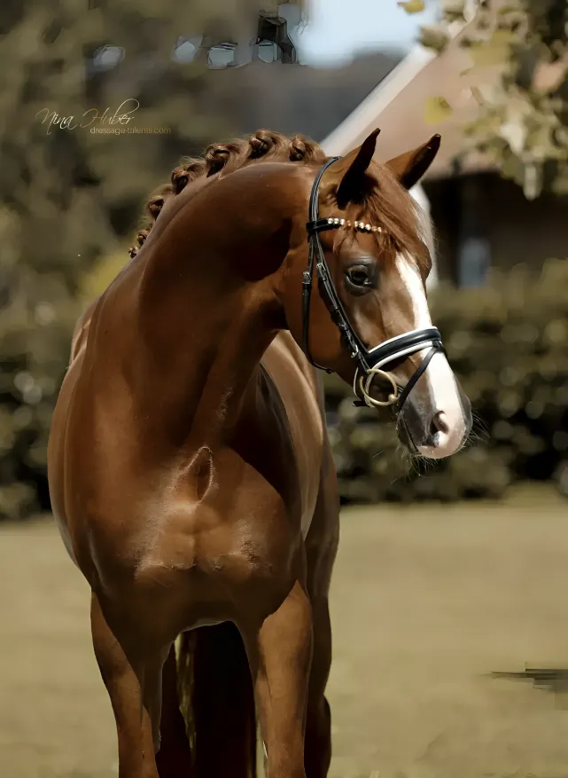 Dressage Talents - photography - horses
