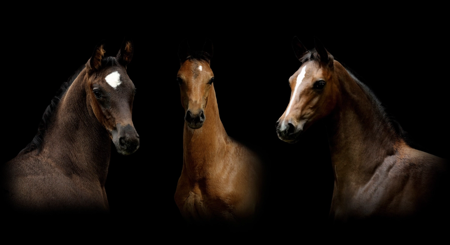 Dressage Talents - photography - horses