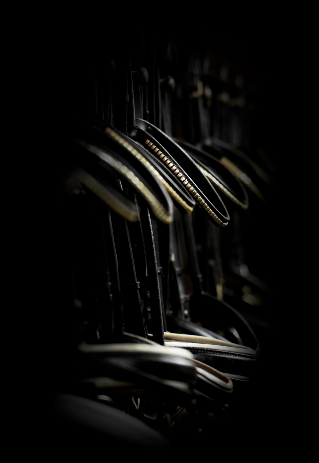 Dressurtalente – Fotografie – Symbol