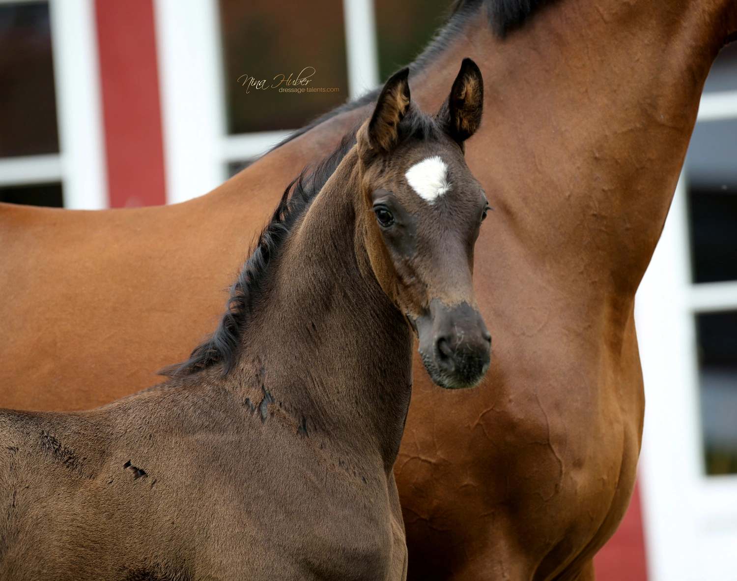 Dressage Talents - photography - horses