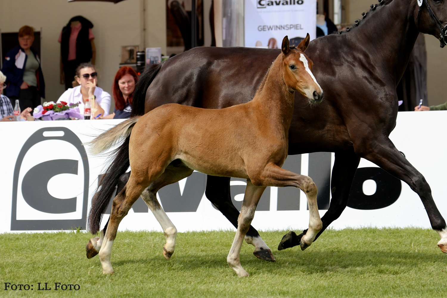 Dressage Talents - photography - horses